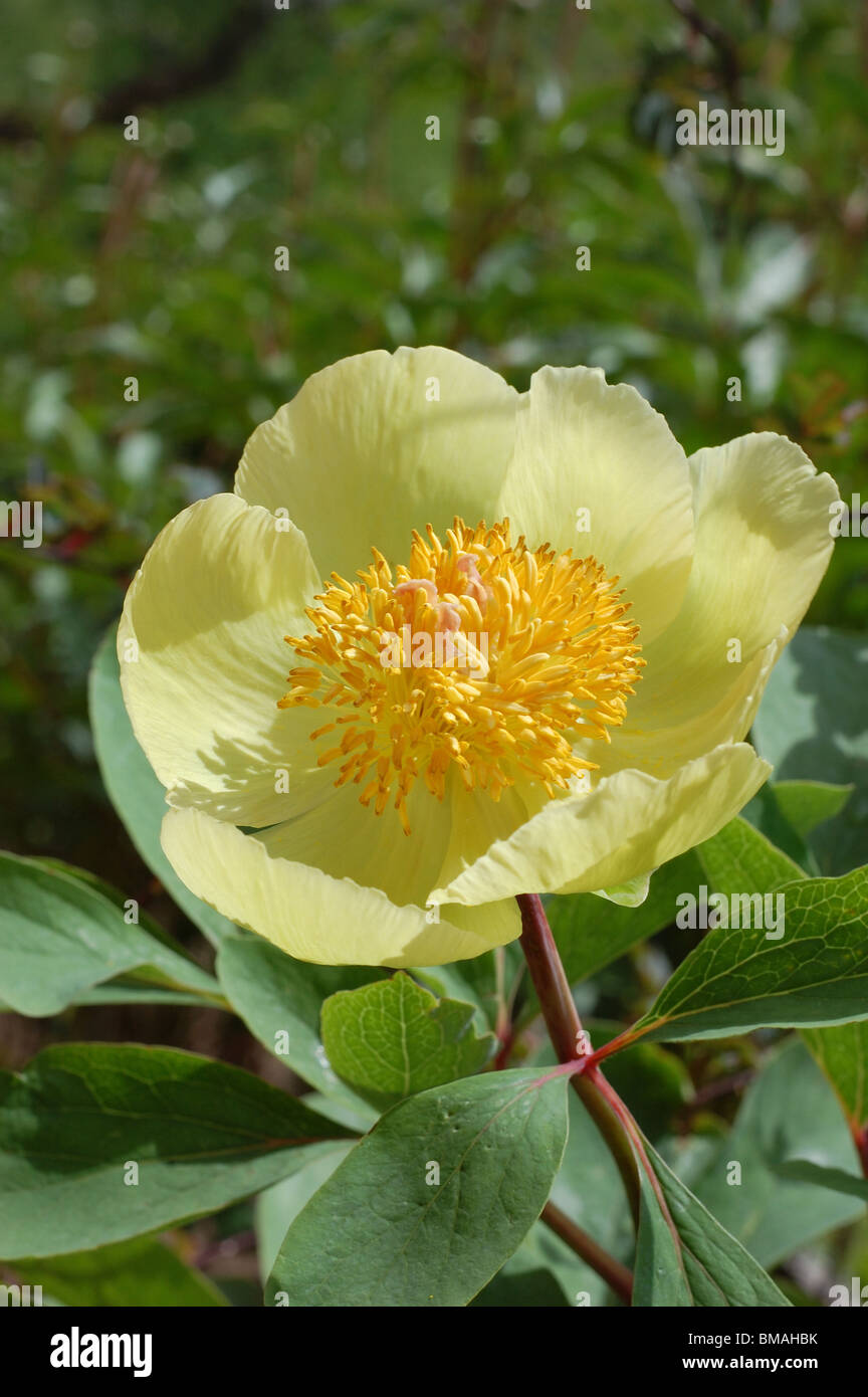 Paeonia mlokosewitschii Foto Stock