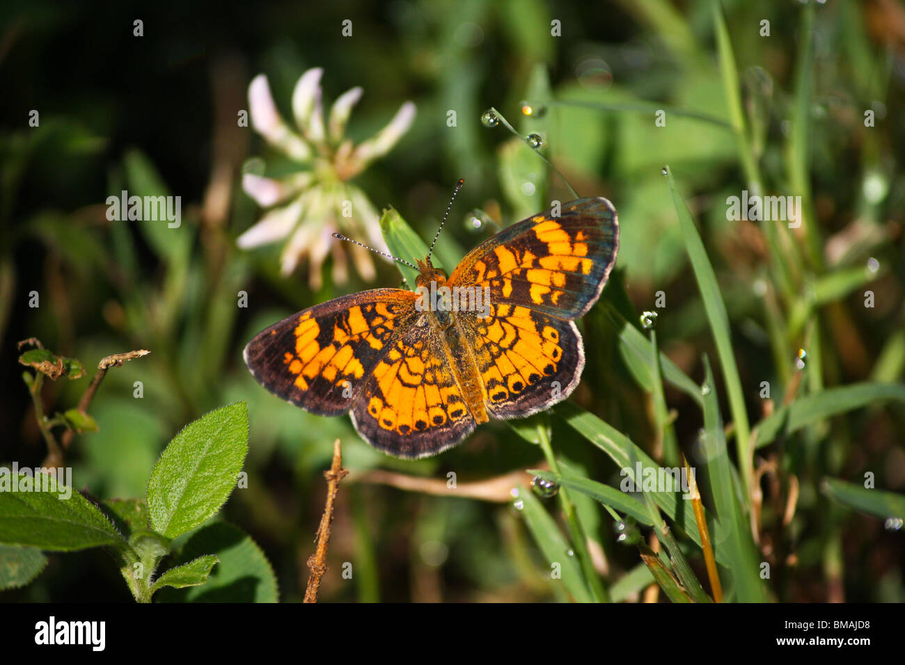 Pearl Crescent Butterfly (Phyciodes tharos) Foto Stock