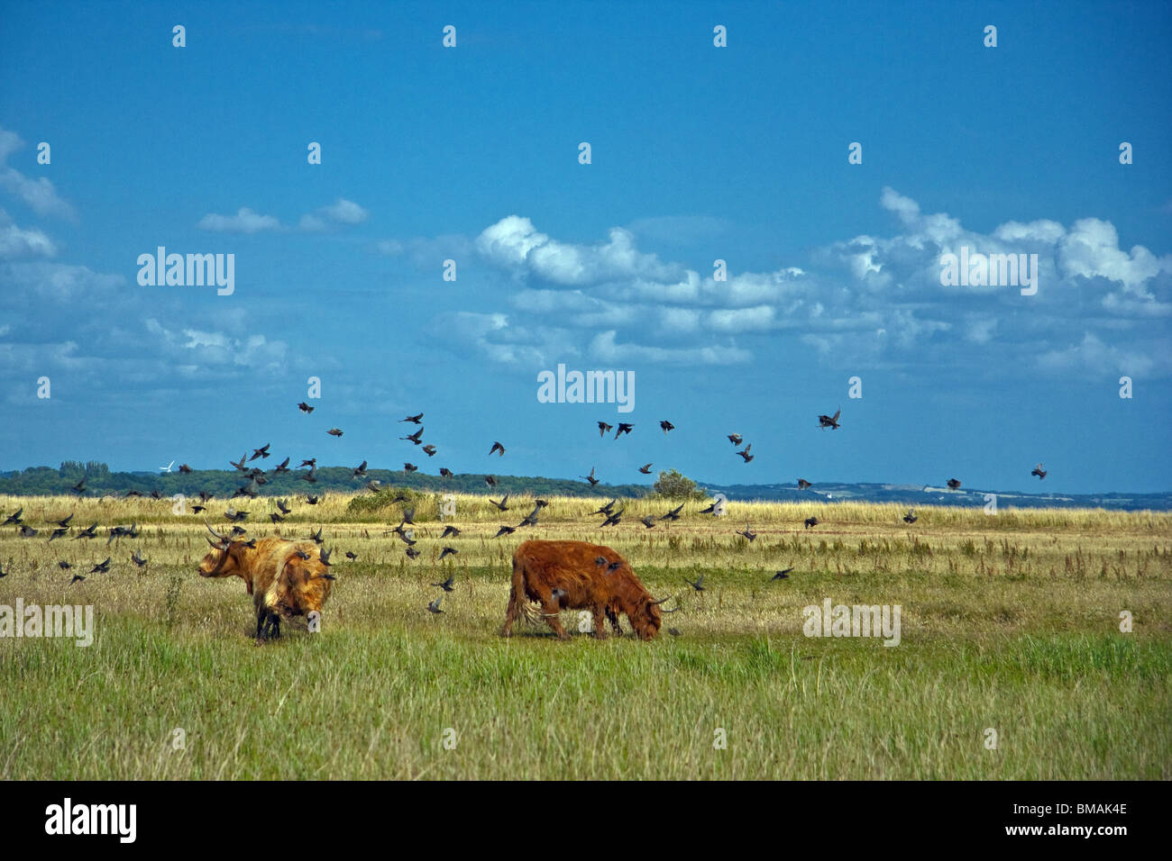 Attacco di uccelli a Scottish highland bovini sull isola Helnaes, Danimarca. Foto Stock