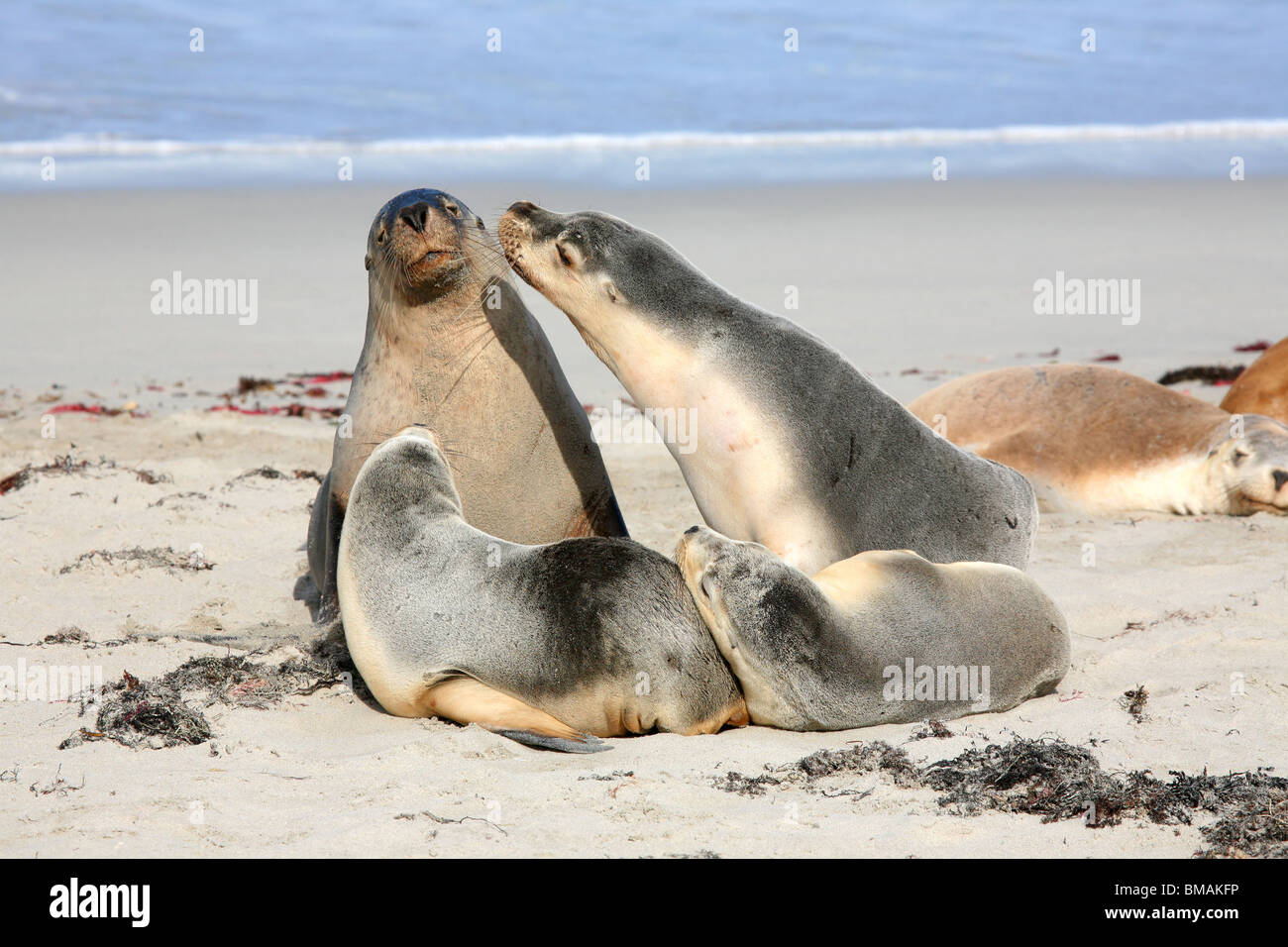 Guarnizioni di tenuta in corrispondenza di Seal Bay Kangaroo Island South Australia Foto Stock