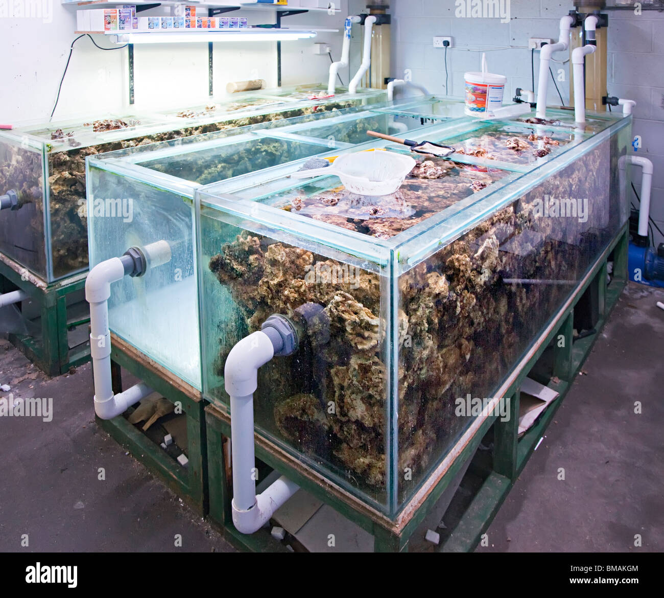 Live rock importati per l'acquario marino il commercio in fase di indurimento in concessionario serbatoio del Galles REGNO UNITO Foto Stock