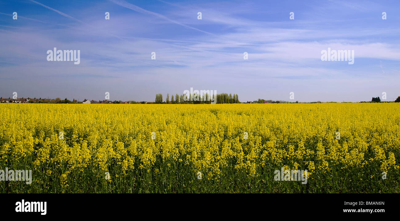 Campo di colza vicino Lynsted, Kent Foto Stock