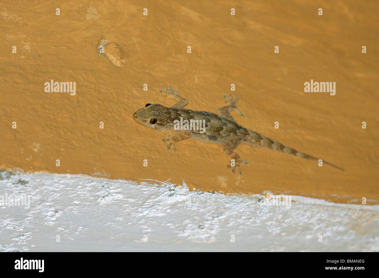 Giallo casa panciuto gecko (Hemidactylus flaviviridis) su una parete in Kanha, Madhya Pradesh, India Foto Stock
