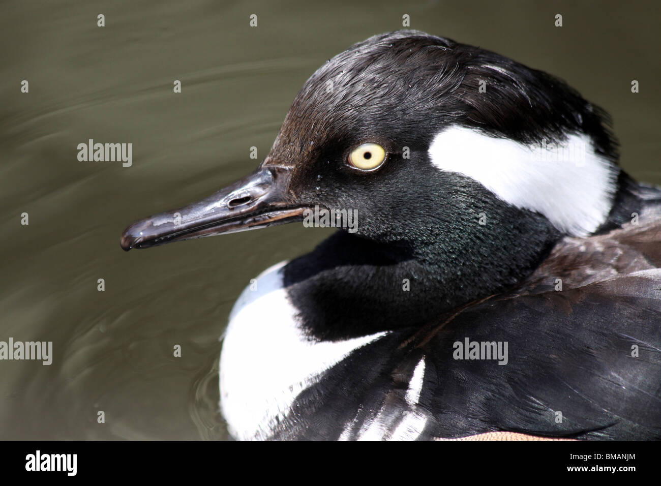 Close-up di maschio Hooded Merganser's Lophodytes cucullatus testa a Martin mera WWT, LANCASHIRE REGNO UNITO Foto Stock Close-up di maschio Hooded Merganser's Lophodytes cucullatus testa a Martin mera WWT, LANCASHIRE REGNO UNITO Foto Stock