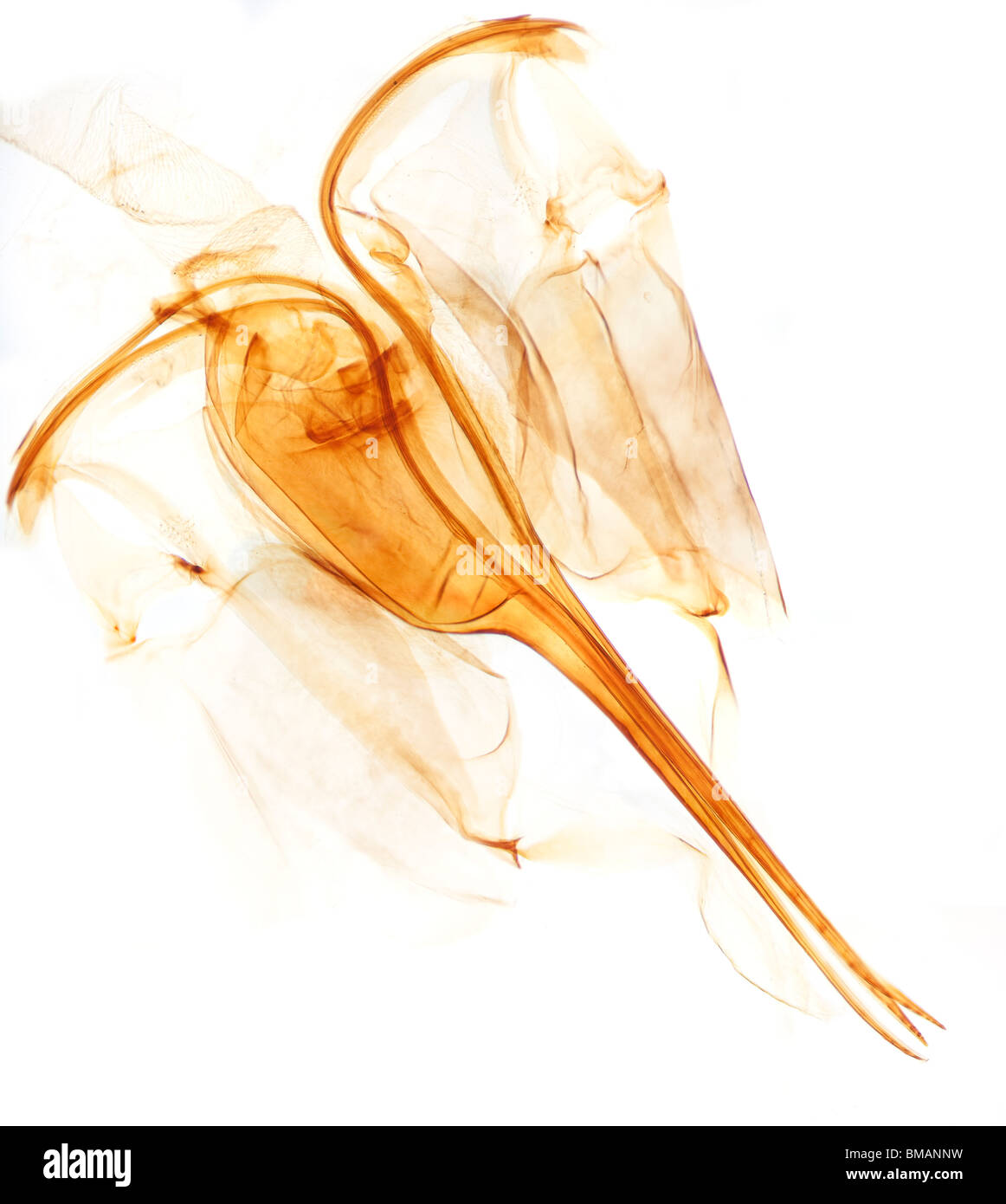 Immagine al microscopio di un lavoratore honey bee sting su sfondo bianco Foto Stock