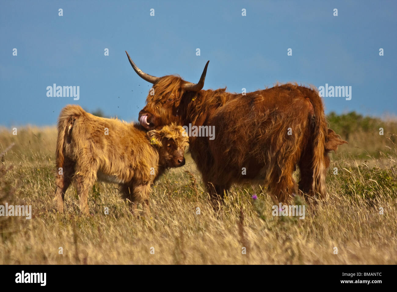 La madre e il bambino highland scozzesi bovini sul Helnaes, Danimarca. Foto Stock