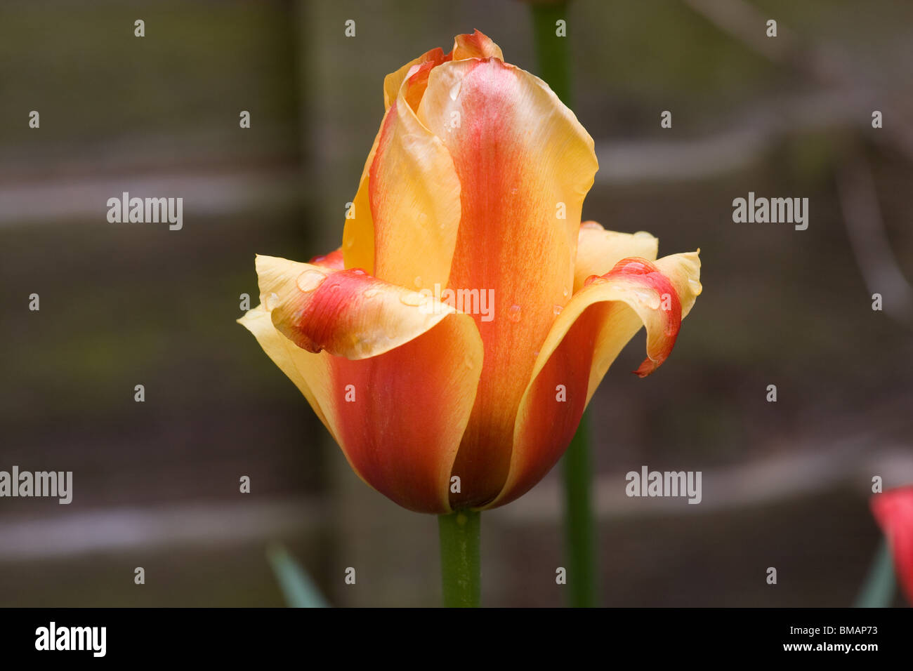 L'arancione e il rosso tulip flower Foto Stock