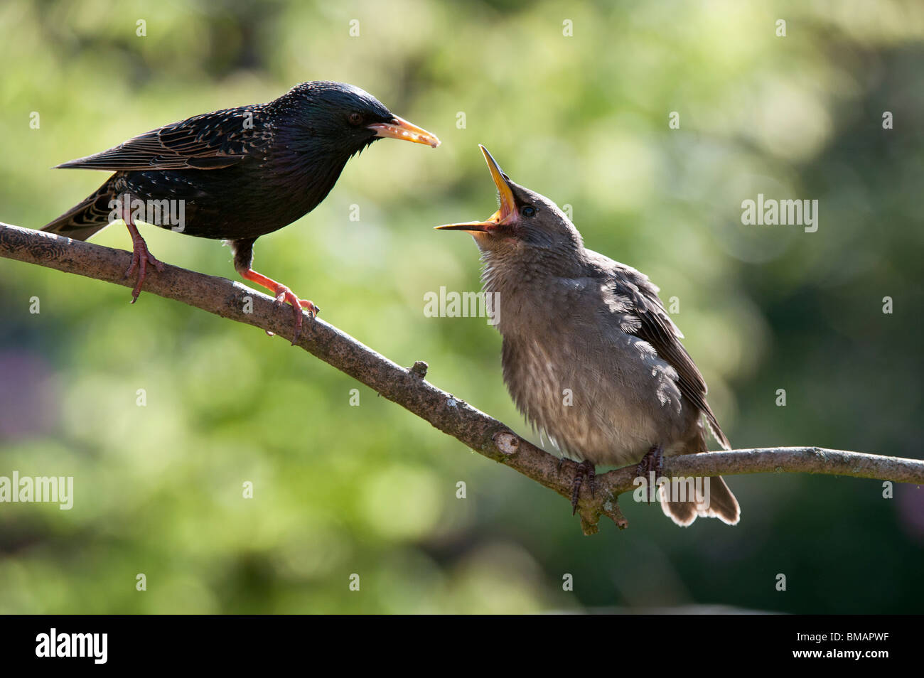 Lo Sturnus vulgaris. Starling alimentando un giovane inesperto Foto Stock