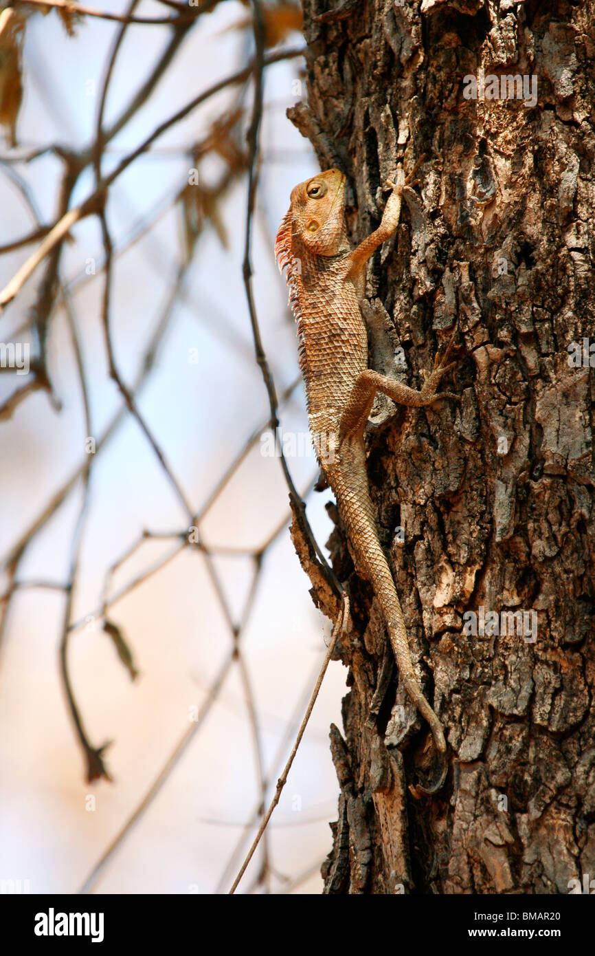 Oriental Garden lizard (calotes versicolor) in kanha, Madhya Pradesh, India, Asia Foto Stock