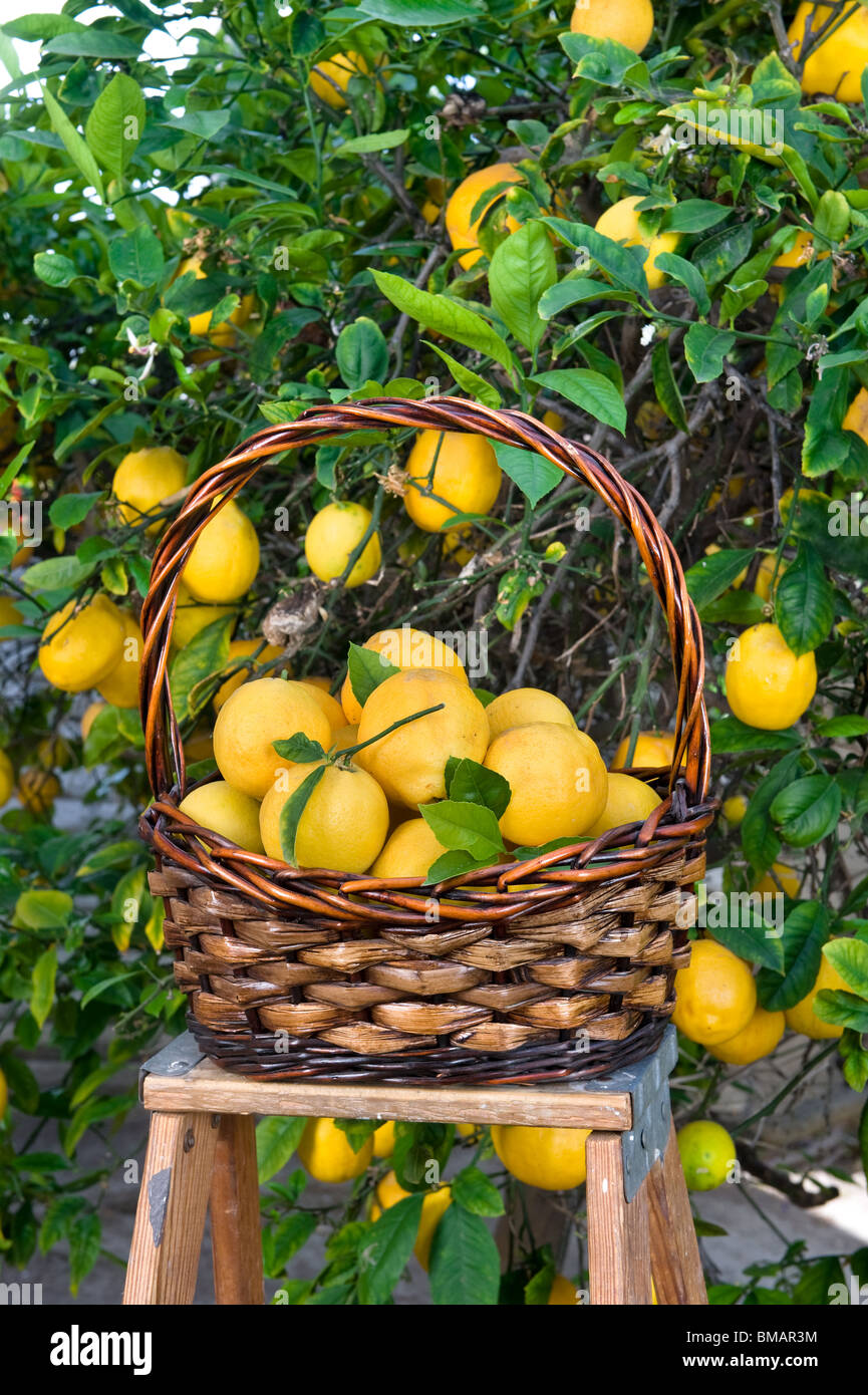 Appena raccolto i limoni di un maturo lemon tree. Foto Stock
