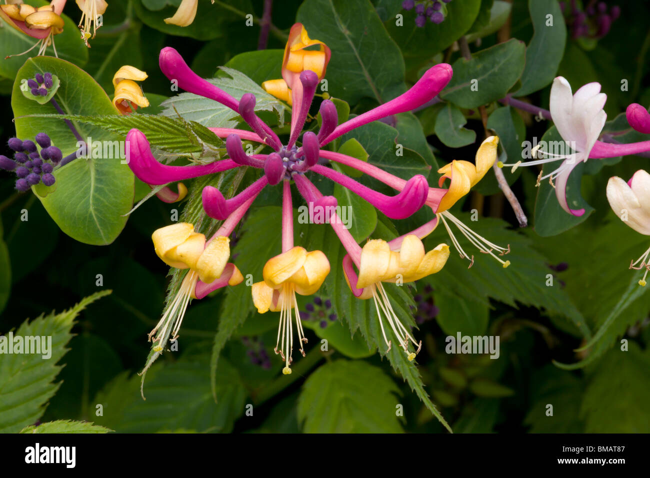 Caprifoglio bloom Foto Stock