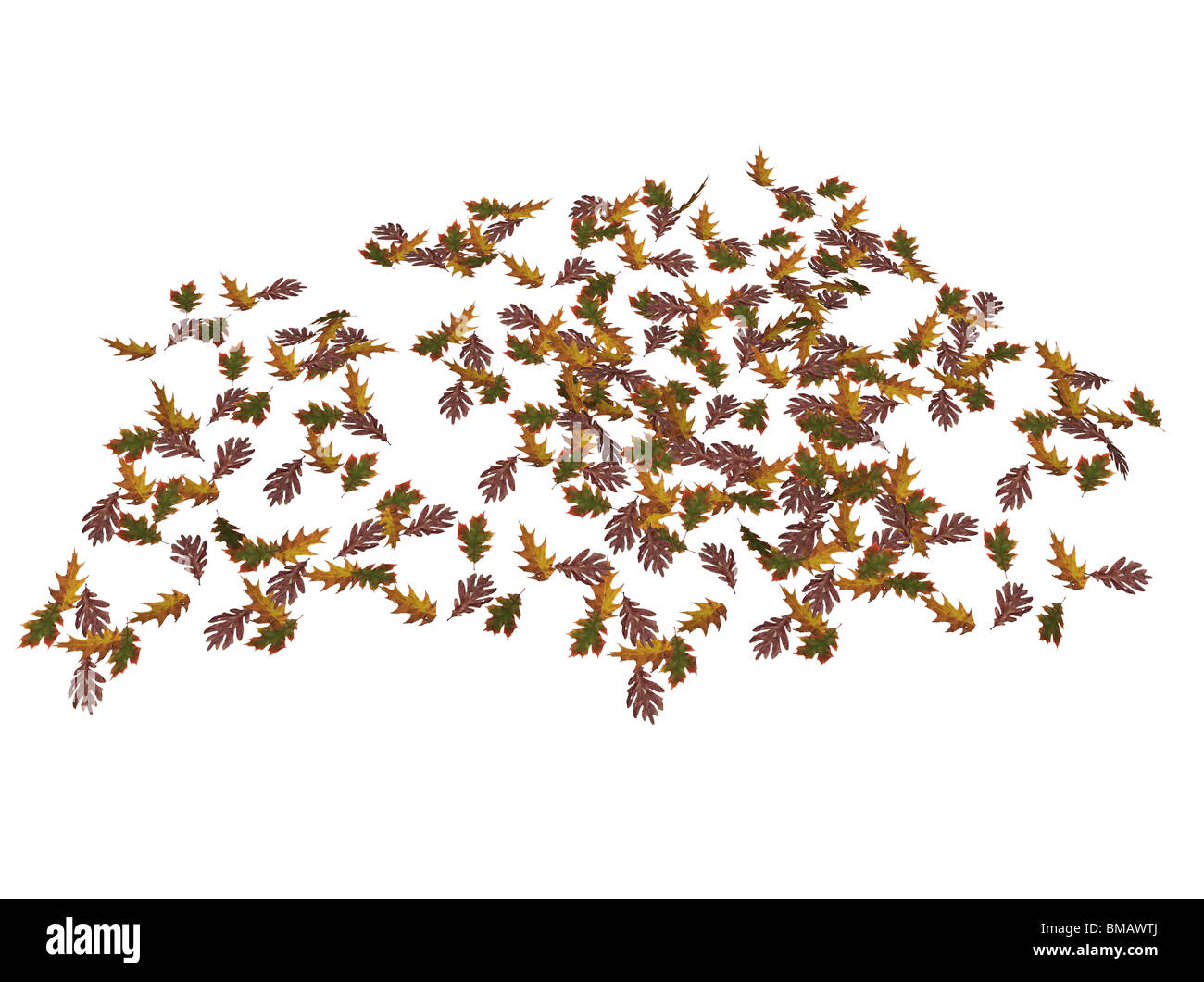 Illustrazione di alcuni quercia foglie, isolata contro uno sfondo bianco Foto Stock