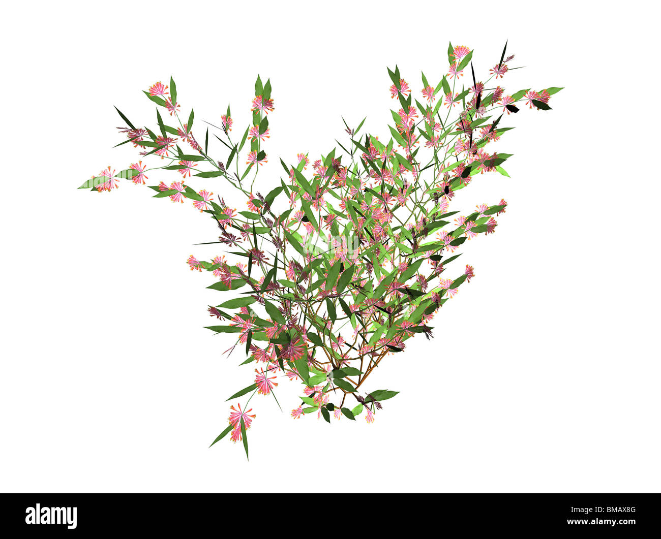 Illustrazione di un 3D caprifoglio con fioriture Foto Stock