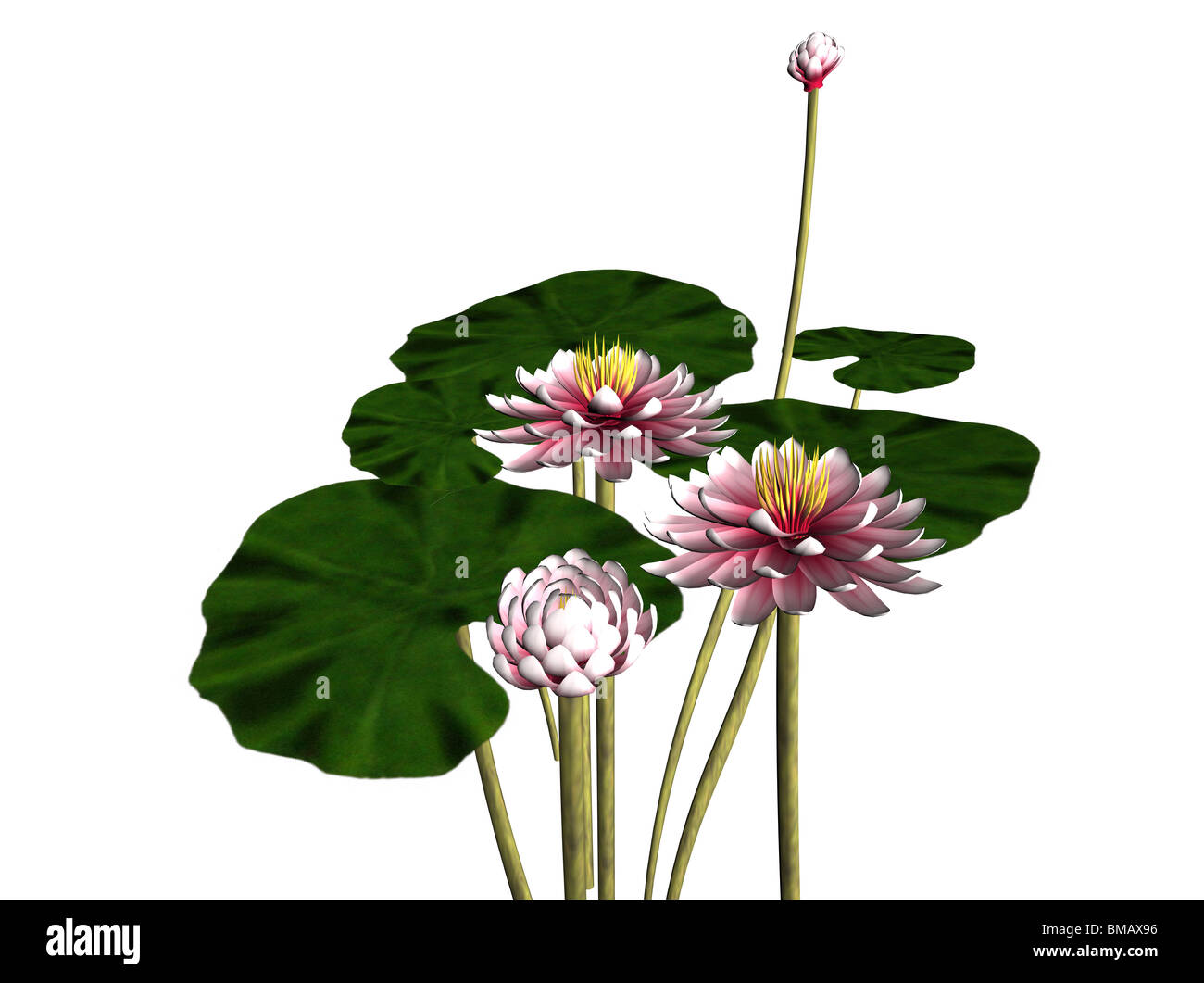 Illustrazione di un 3D ninfea in fiore Foto Stock