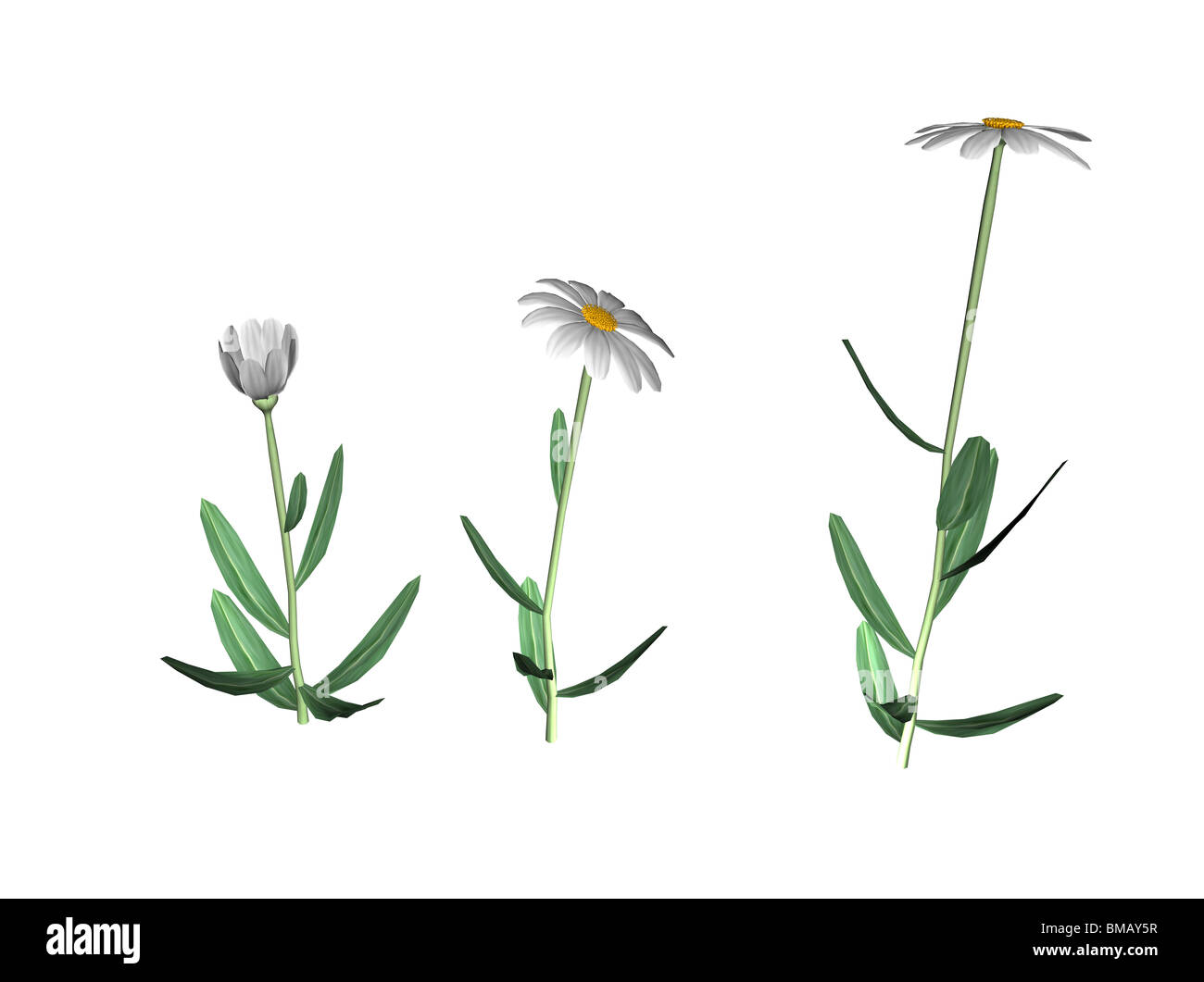 Illustrazione di daisy in 3 diverse fasi Foto Stock