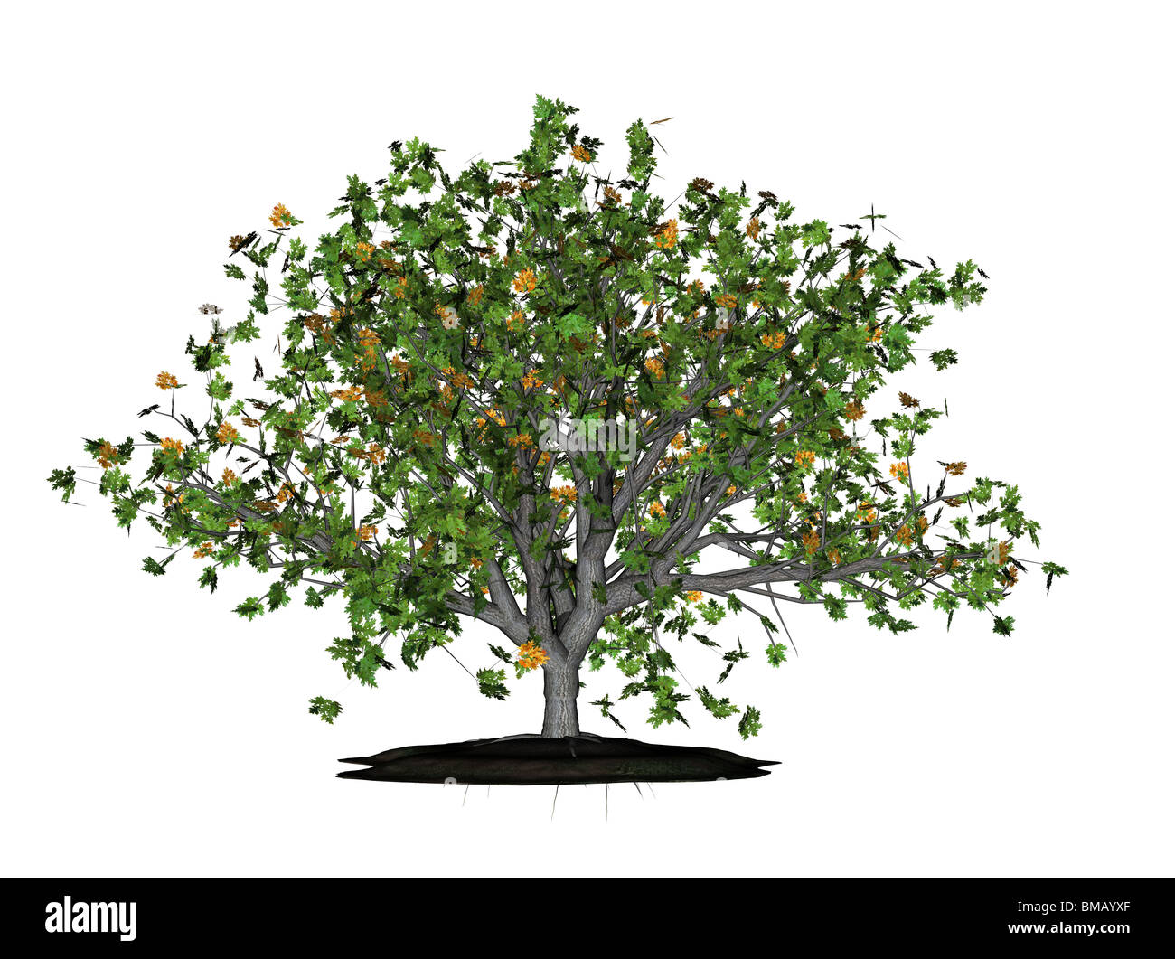 Illustrazione di un 3D oak, isolato Foto Stock