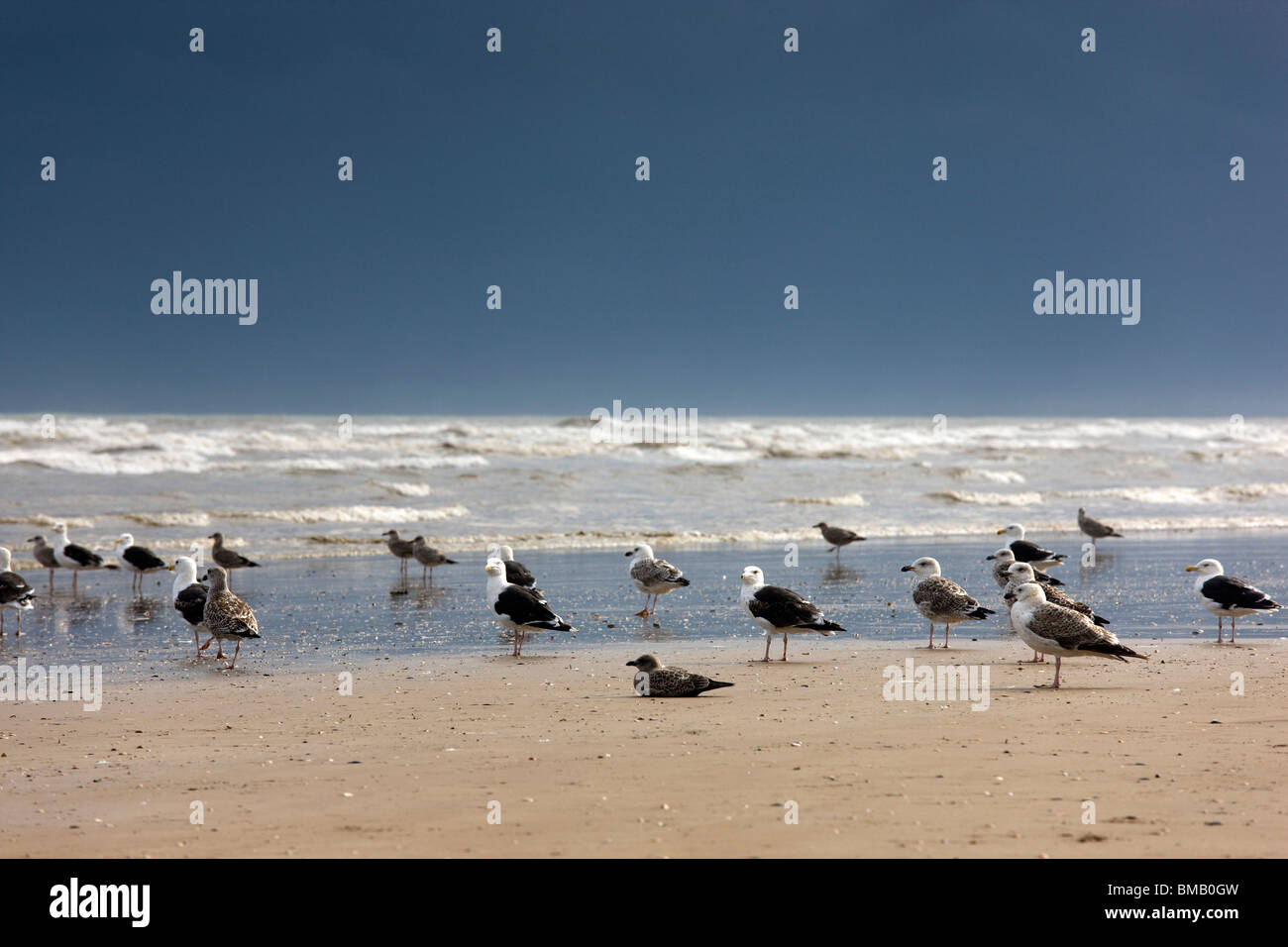 East Riding, nello Yorkshire, Inghilterra; sterne e gabbiani sulla Foreshore Foto Stock