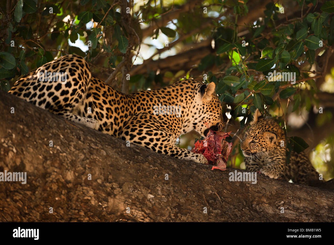 Close-up madre e simpatici baby leopard cub mangiare uccidere fino in un albero, uno sfondo morbido, profondità di campo, Okavango Delta del Botswana Foto Stock