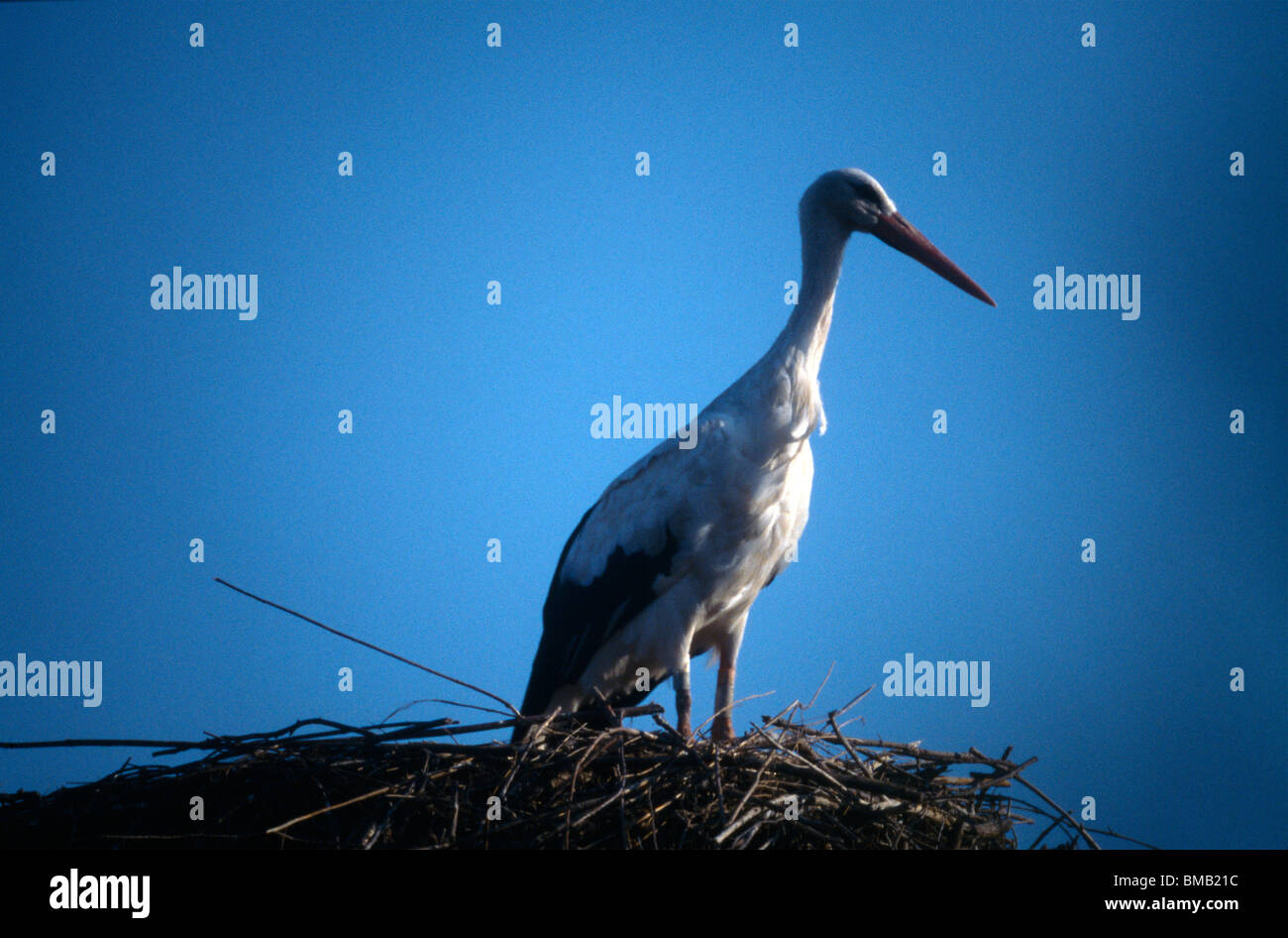 Le Teich Francia Parc Ornithologique Du Teich Riserva Naturale Bird in piedi sul nido Foto Stock