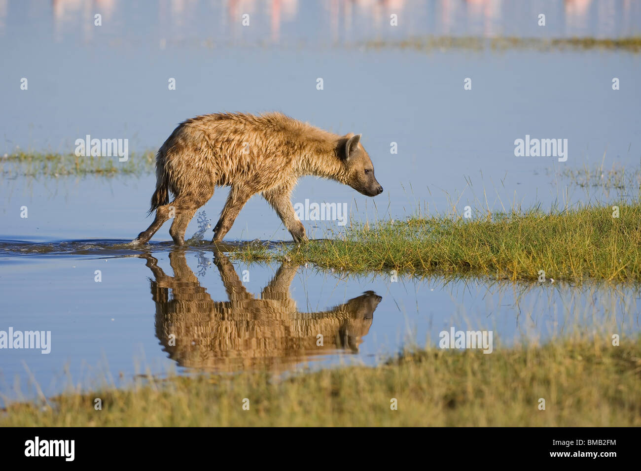 Spotted hyena riflettendo in acqua, ridendo iena, Crocuta crocuta, Kenya, Africa orientale Foto Stock