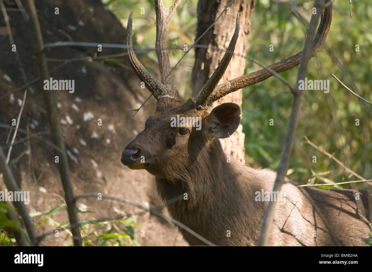 Sambar cervi, Rusa unicolor o Cervus unicolor, Pench National Park, Madhya Pradesh, India Foto Stock