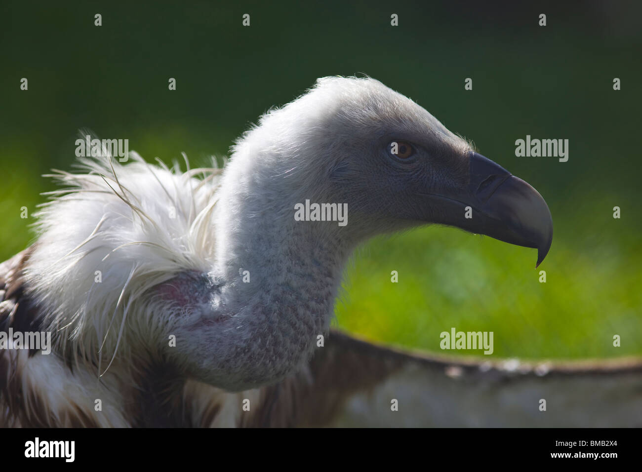 Avvoltoio grifone con ala open close up Foto Stock