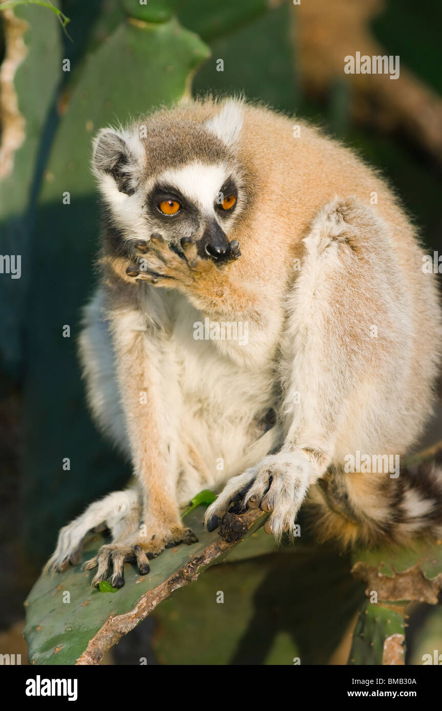Anello-tailed Lemur (Lemur catta) su cactus, Berenty riserva naturale, Madagascar Foto Stock
