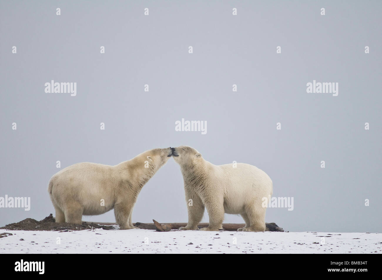 Orsi polari Ursus maritimus un paio di grandi cinghiali si salutano a vicenda lungo un'isola barriera all'inizio dell'autunno, Bernard Spit, Alaska Foto Stock