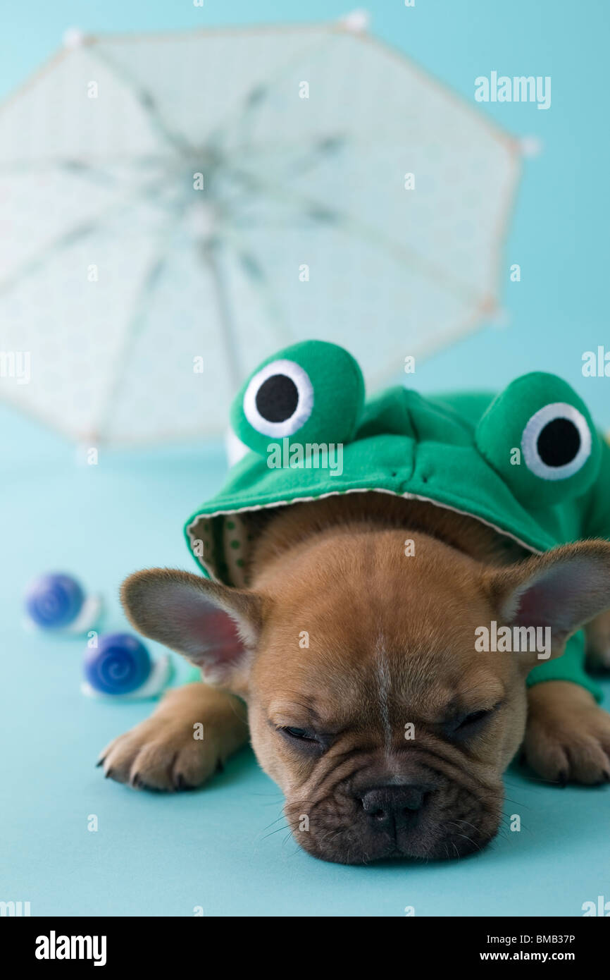 Bulldog francese cucciolo e durante la stagione delle piogge Foto Stock