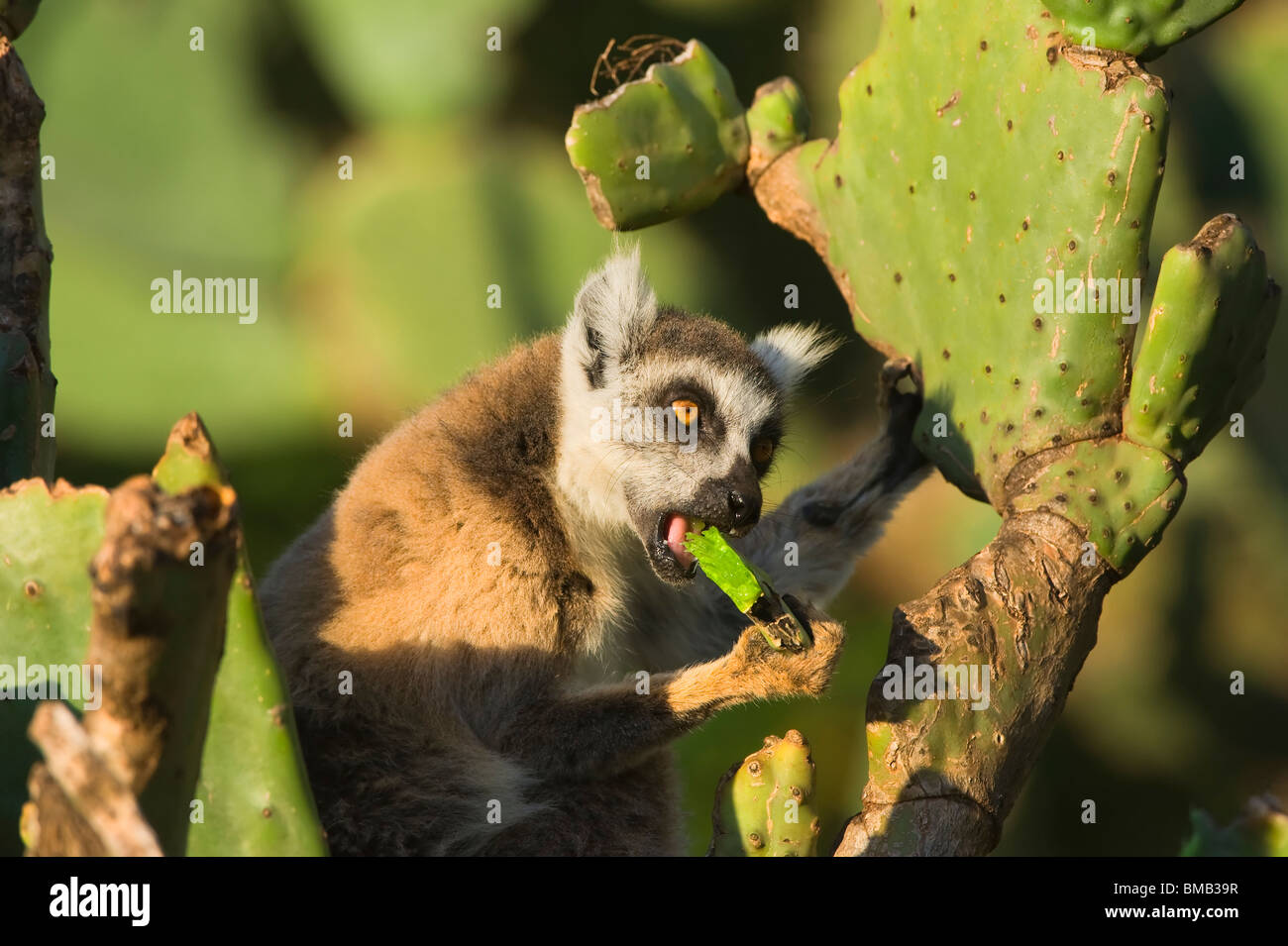 Anello-tailed Lemur (Lemur catta) alimentazione su cactus, Berenty riserva naturale, Madagascar Foto Stock