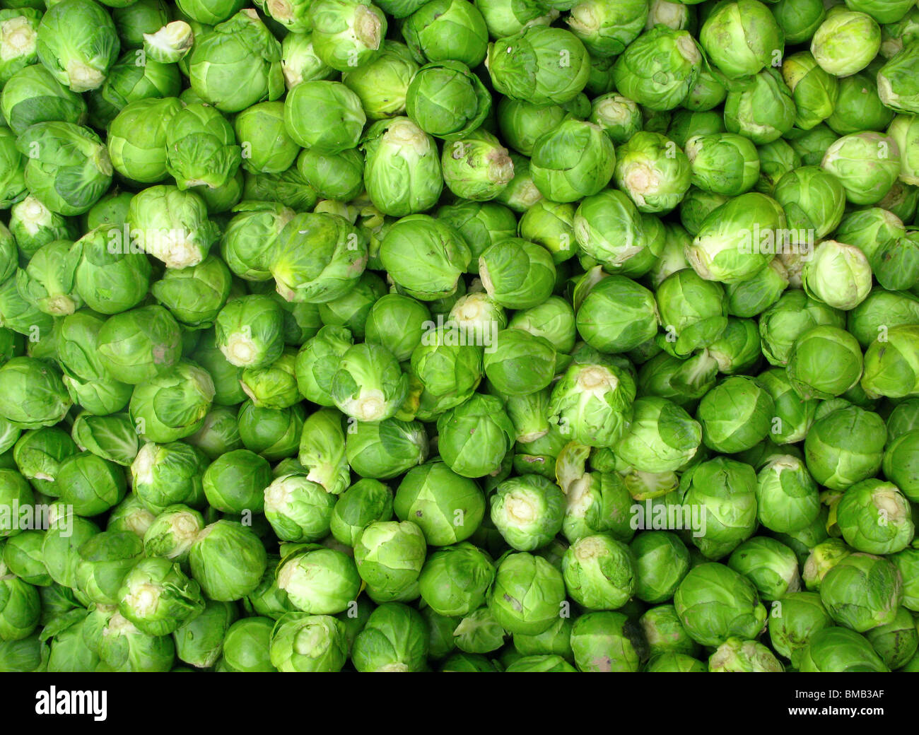 Un sacco di piccoli green Brussel germogliare verdure. Foto Stock