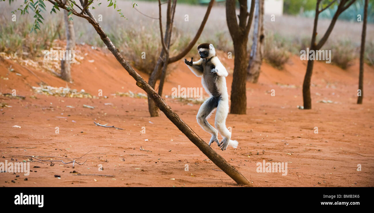 Dancing verreaux's sifaka (Propithecus verreauxi), berenty riserva naturale, madagascar Foto Stock