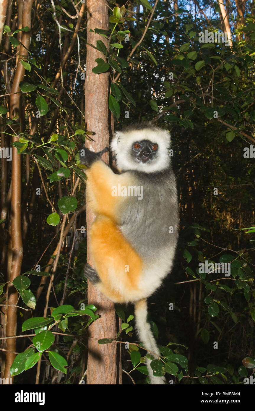 Diademed sifaka (Propithecus diadema) in una struttura ad albero, perinet riserva naturale, madagascar Foto Stock