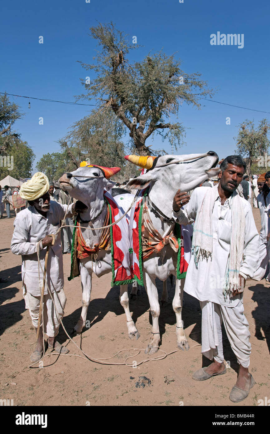Gli agricoltori con i loro buoi. Nagaur fiera del bestiame. Il Rajasthan. India Foto Stock