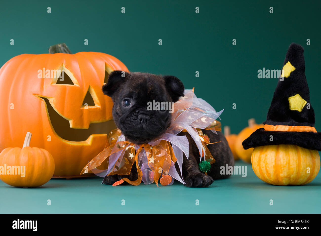 Bulldog francese cucciolo e Halloween Foto Stock