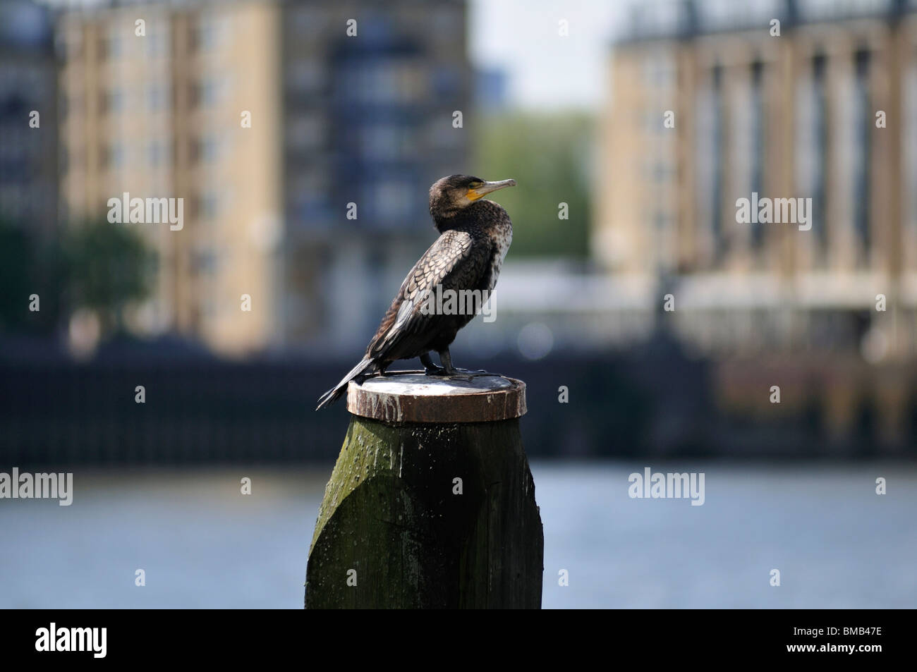 Cormorano, fiume Thames, London, Regno Unito Foto Stock