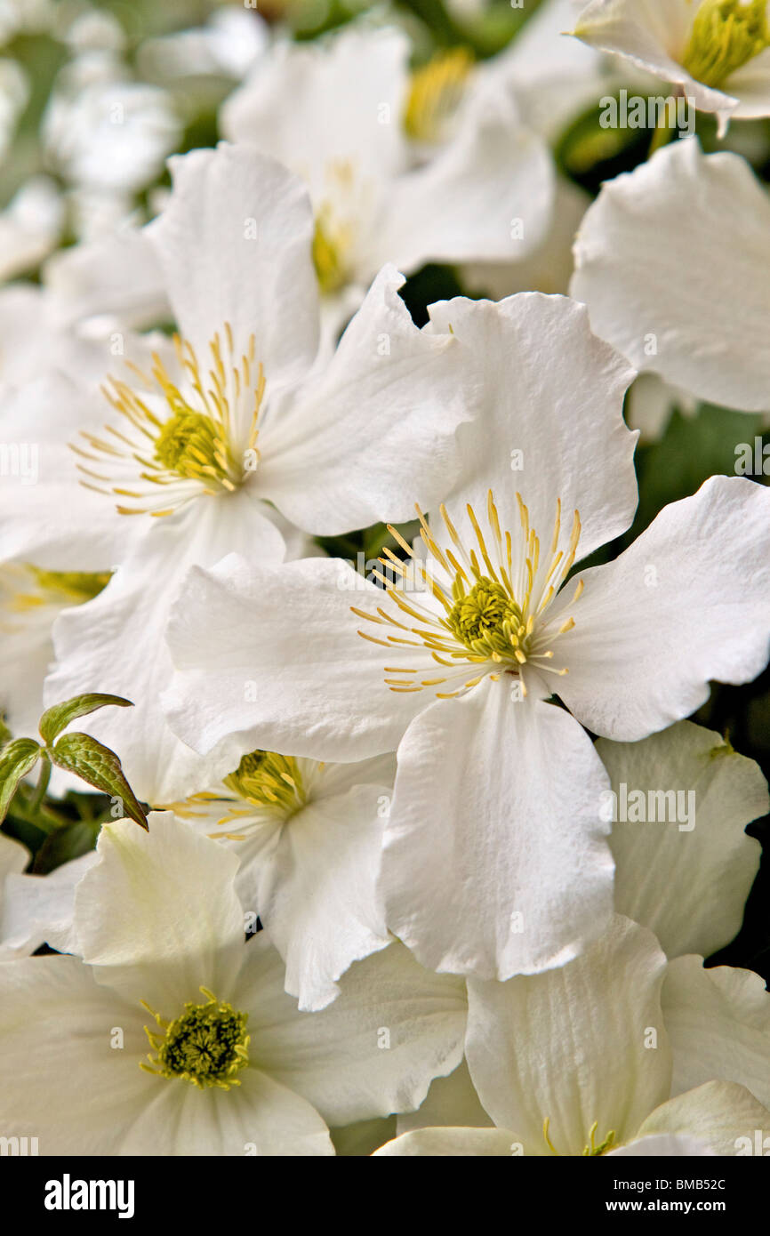 Prolifico scalatore flowering Clematis Montana Foto Stock