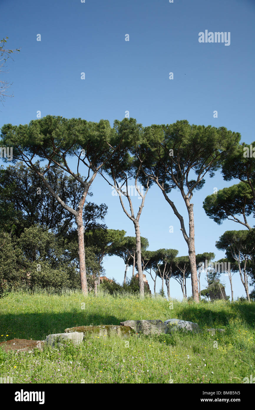 Gli alberi di pino, Roma, Italia Foto Stock