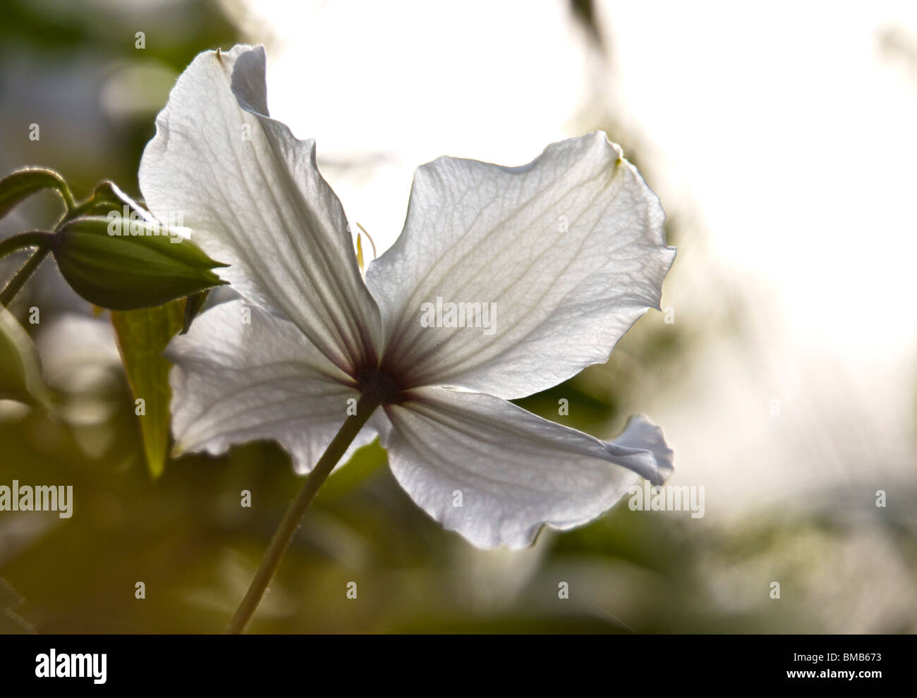 Prolifico scalatore flowering Clematis Montana Foto Stock