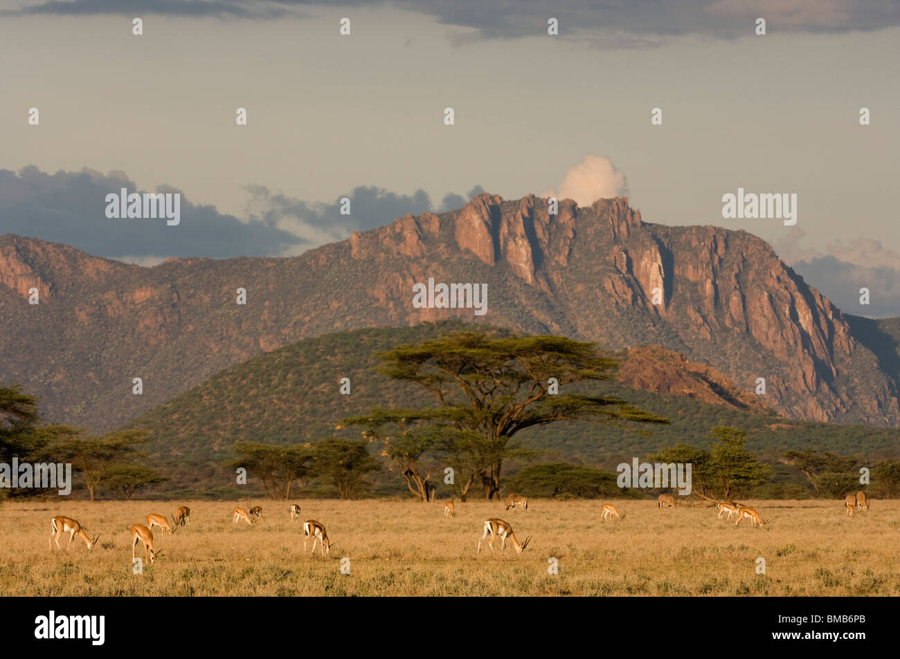 Grant's (gazelle Gazella granti), Samburu e Buffalo Springs riserva nazionale, Kenya Foto Stock