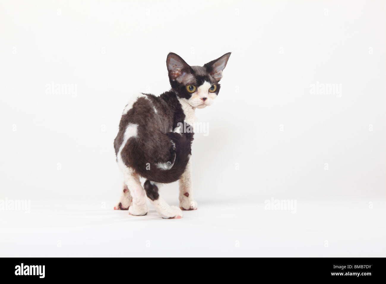 Devon Rex gatto nero-fumo-bianco Foto Stock