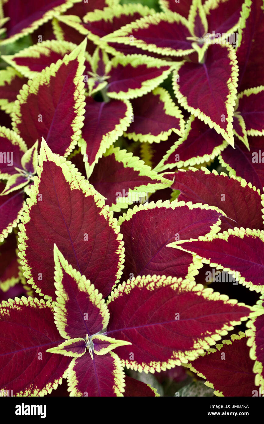 Red coleus close up per lo sfondo Foto Stock