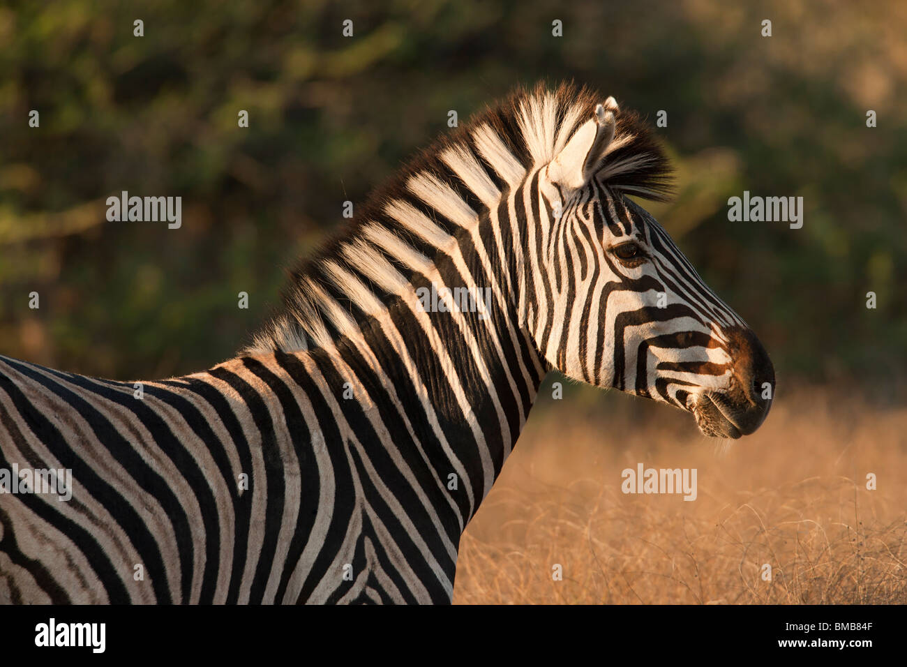 Close-up Burchell foto del profilo di Zebra orecchie sollevato in avanti per ascoltare bella luce dorata del capo e degli occhi, savana, Safari Botswana - Africa Foto Stock
