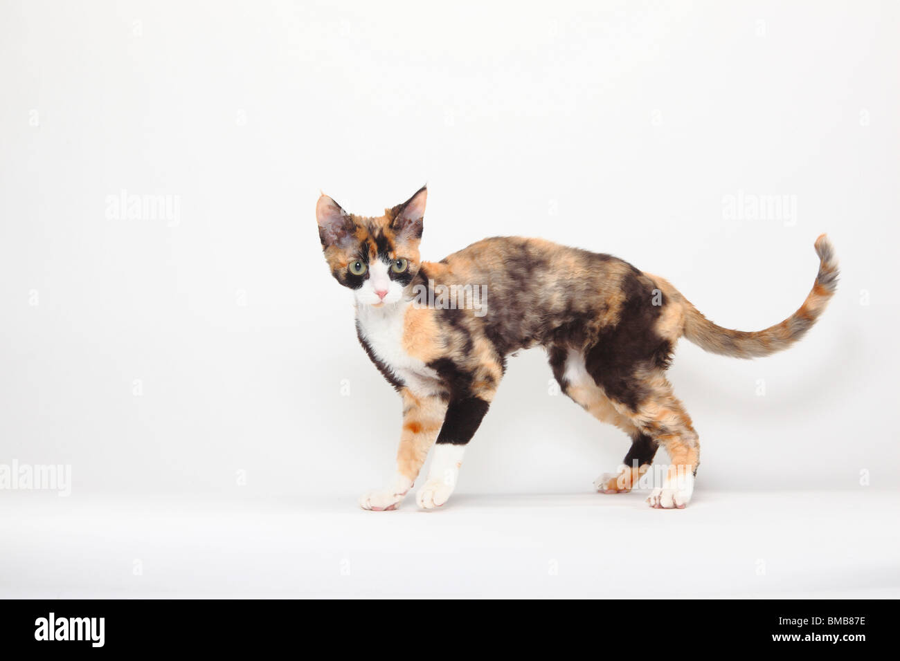Devon Rex gatto nero-tortie-bianco / lato Foto Stock