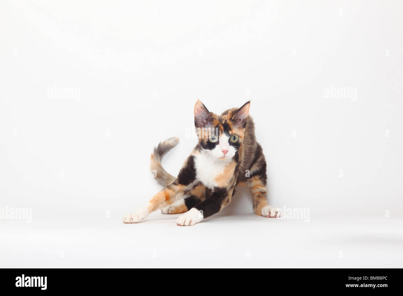 Devon Rex gatto nero-tortie-bianco Foto Stock