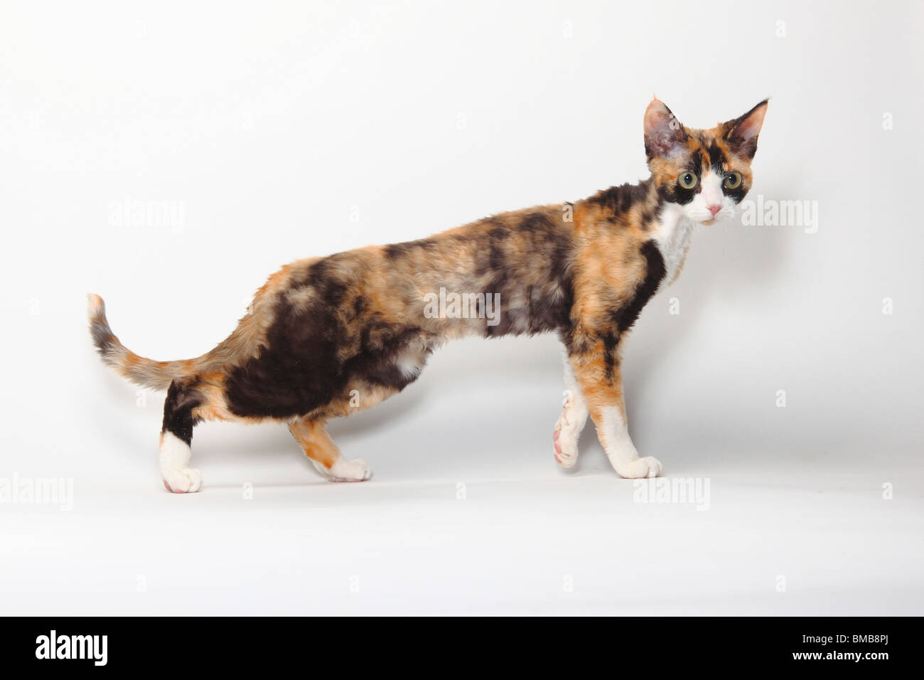 Devon Rex gatto nero-tortie-bianco / lato Foto Stock