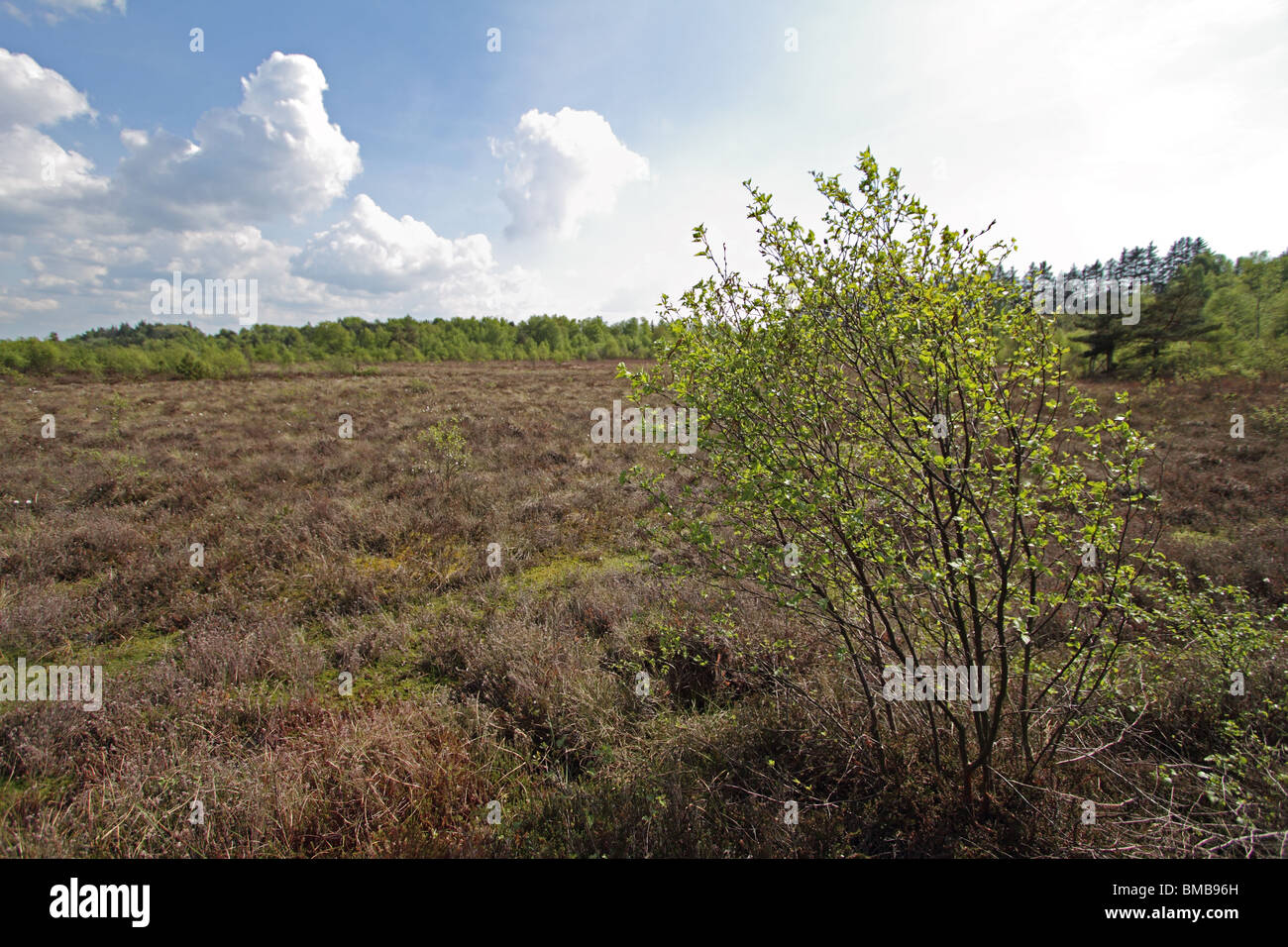 Sollevate bog - un habitat contenenti numerose rare specie di insetti. Foto Stock