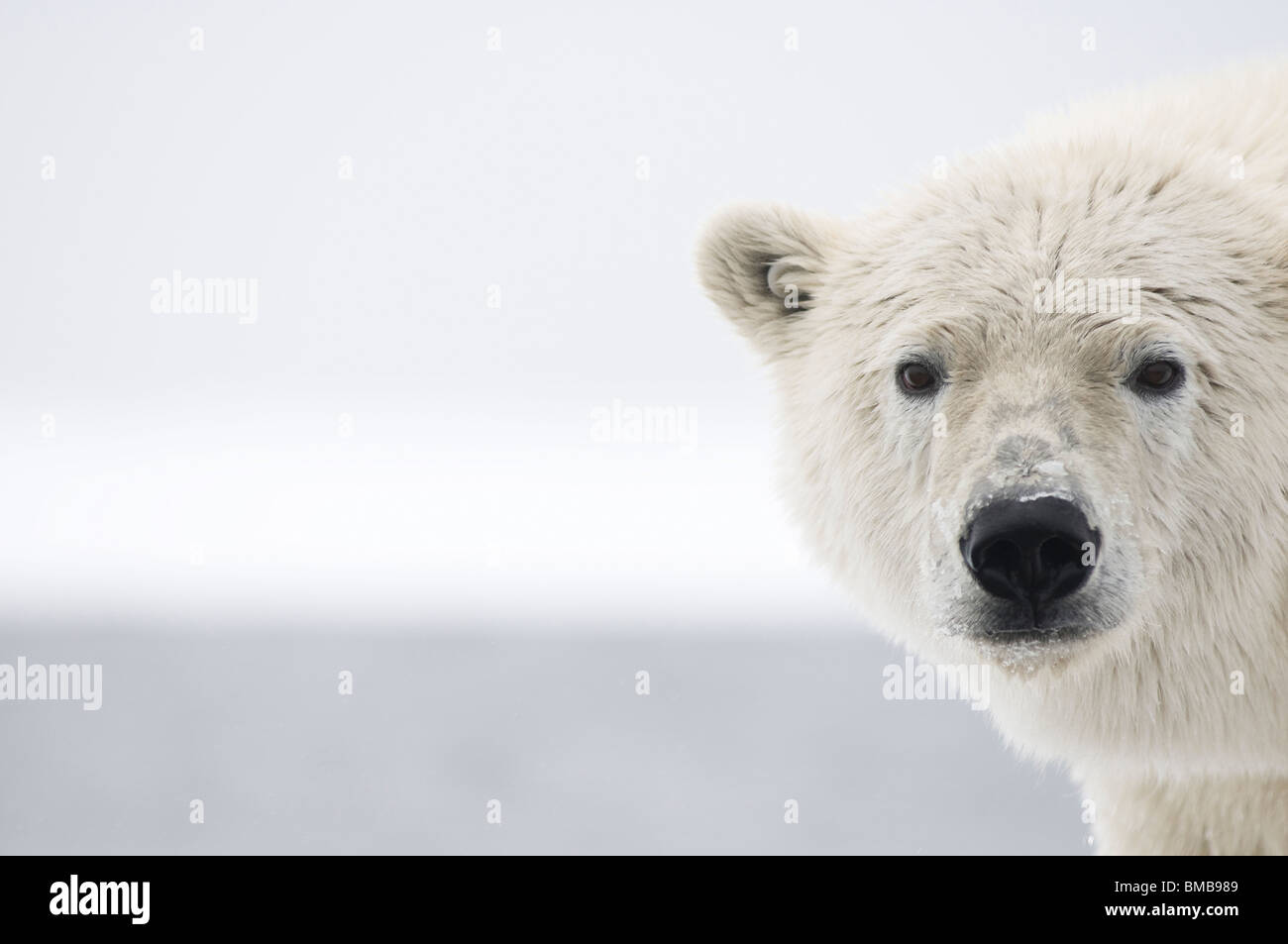 Primo piano di un cucciolo di orso polare maschio (Ursus maritimus), l'autunno congela Bernard Spit North Slope kaktovik Barter Island Alaska Foto Stock