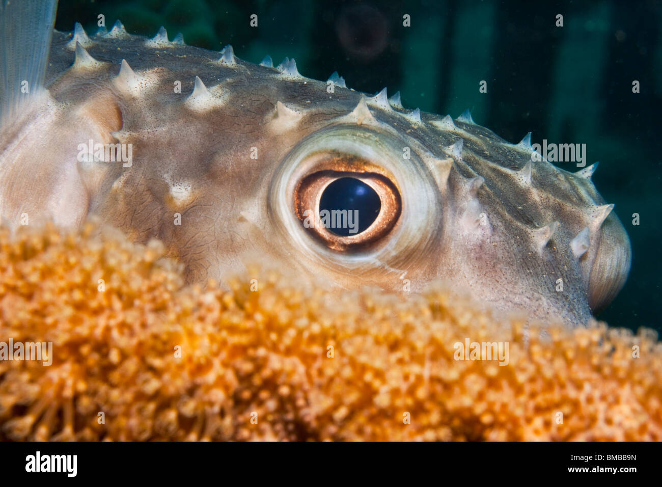 Cyclichthys spilostylus (Spotbase burrfish) Foto Stock