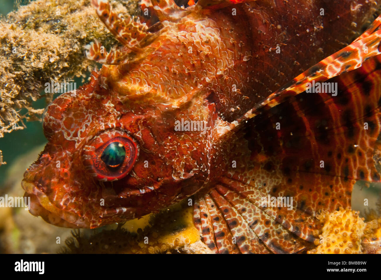 Dendrochirus brachypterus, Illex turkeyfish Foto Stock